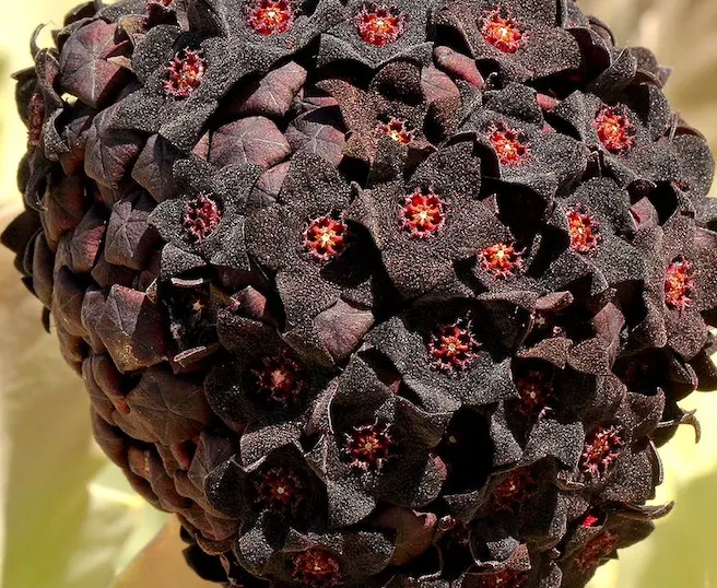 Caralluma Russelliana 5 Pieces Seeds