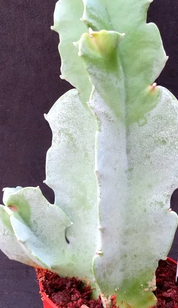 Caralluma Russelliana 5 Pieces Seeds