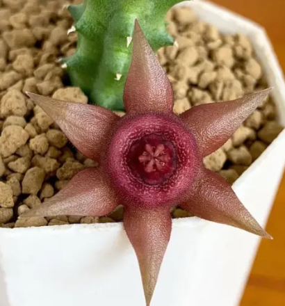 Duvalia pillansii x Huernia aspera 6 Pieces Seeds