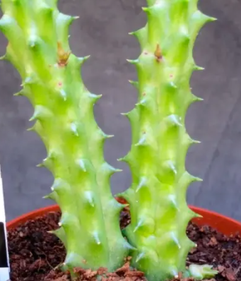 Duvalia pillansii x Huernia aspera 6 Pieces Seeds