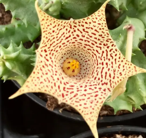 Huernia hallii 5 Pieces Seeds