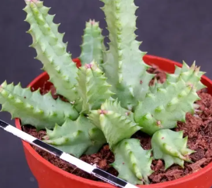 Huernia hallii 5 Pieces Seeds