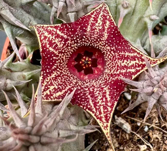 Huernia Moon Blade 5 Pieces Seeds
