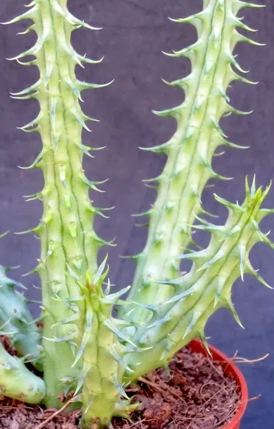 Huernia Moon Blade 5 Pieces Seeds
