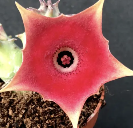 Huernia Red Vampire 6 Pieces Seeds
