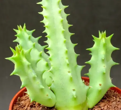 Huernia Red Vampire 6 Pieces Seeds