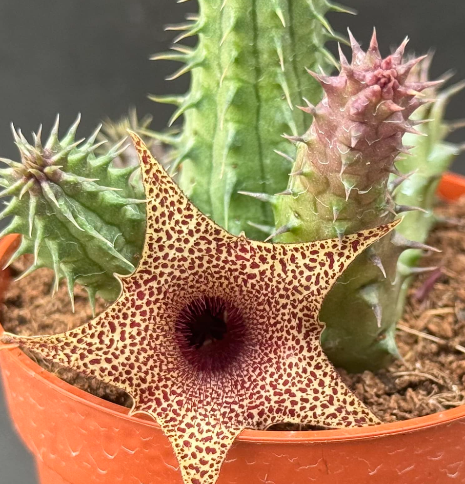 Huernia distincta 5 Pieces Seeds