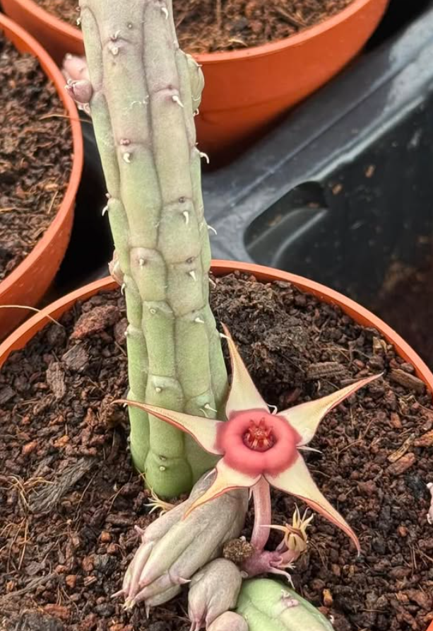 Huernia procumbens 6 Pieces Seeds