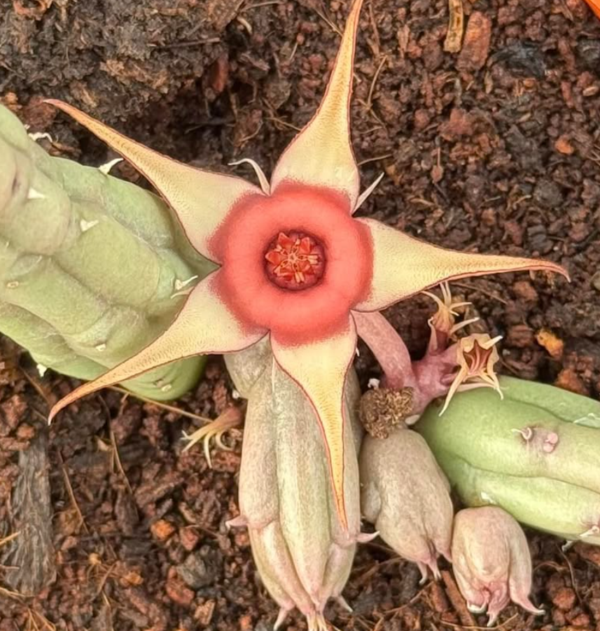 Huernia procumbens 6 Pieces Seeds