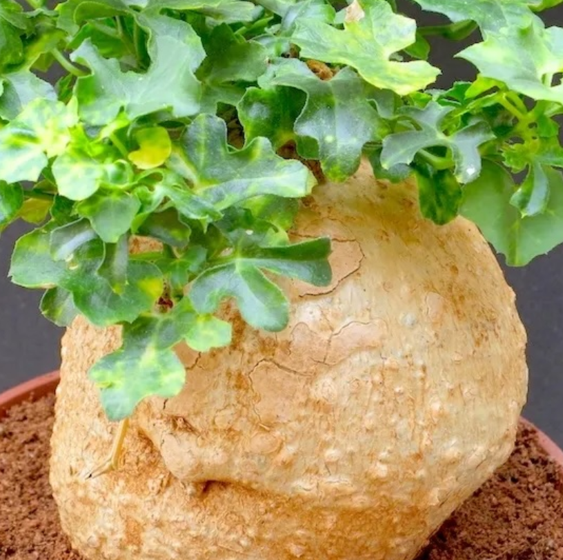 Kedrostis africana variegata 6 Pieces Seeds