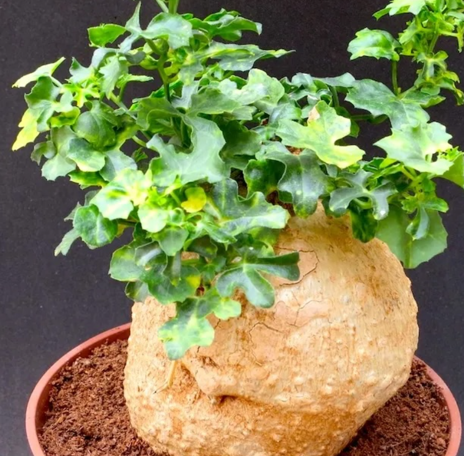 Kedrostis africana variegata 6 Pieces Seeds