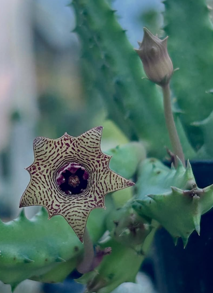 Huernia Striata 5 Pieces Seeds