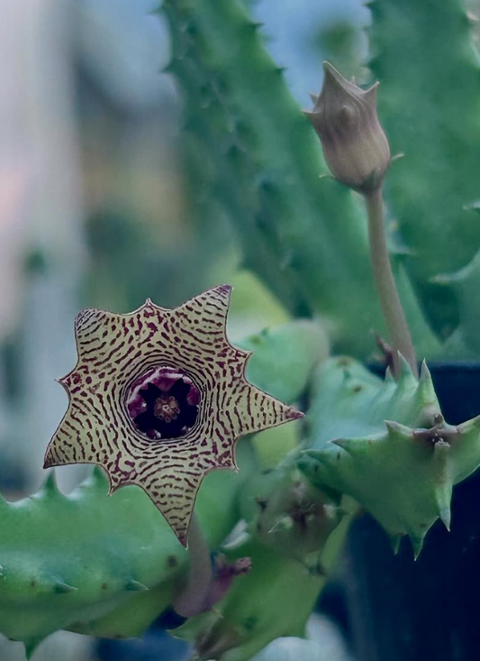 Huernia Striata 5 Pieces Seeds