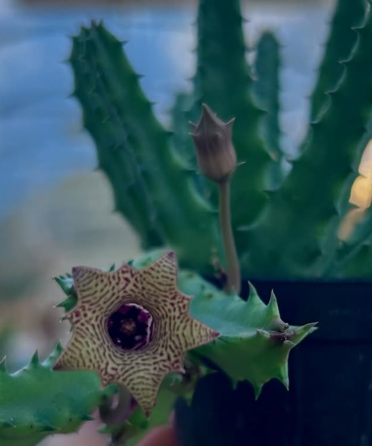 Huernia Striata 5 Pieces Seeds