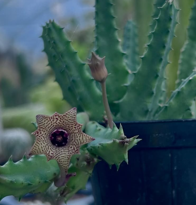 Huernia Striata 5 Pieces Seeds