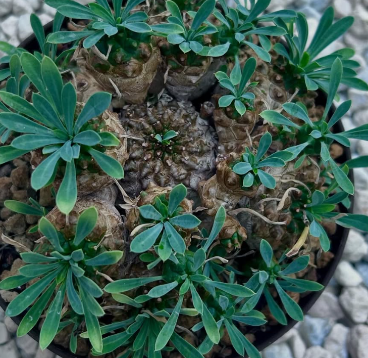 Euphorbia 'Cocklebur' 5 Pieces Seeds
