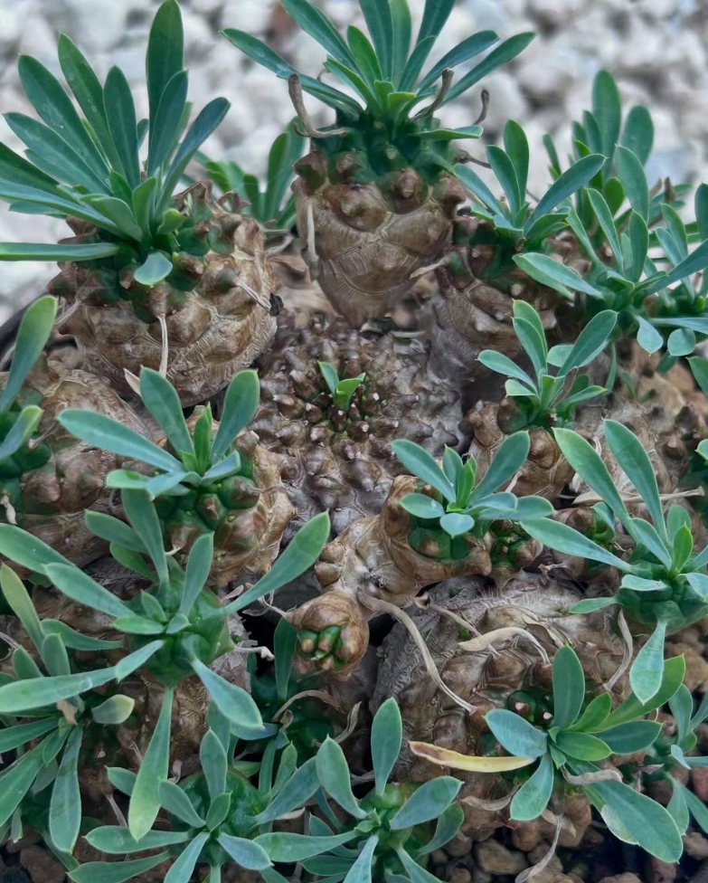 Euphorbia 'Cocklebur' 5 Pieces Seeds