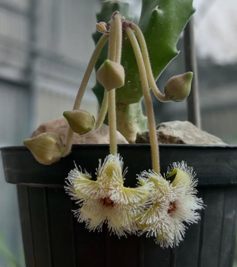Huernia Glanduliflora 5 Pieces Seeds