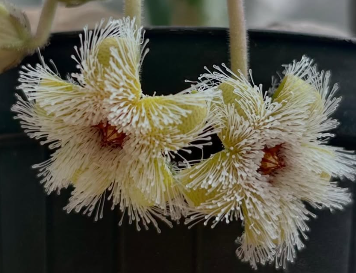 Huernia Glanduliflora 5 Pieces Seeds