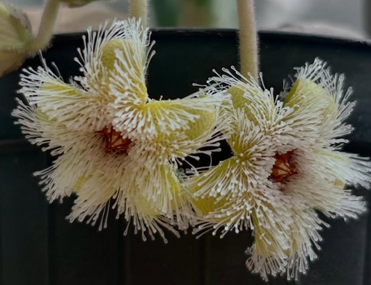 Huernia Glanduliflora 5 Pieces Seeds