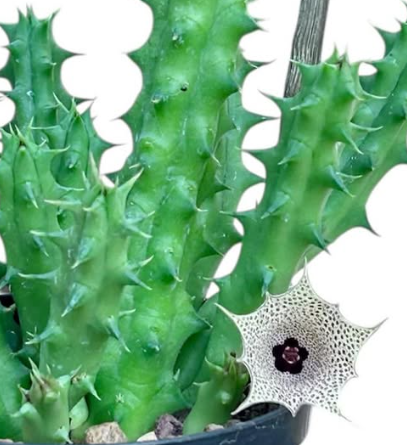 Huernia concinna 5 Pieces Seeds