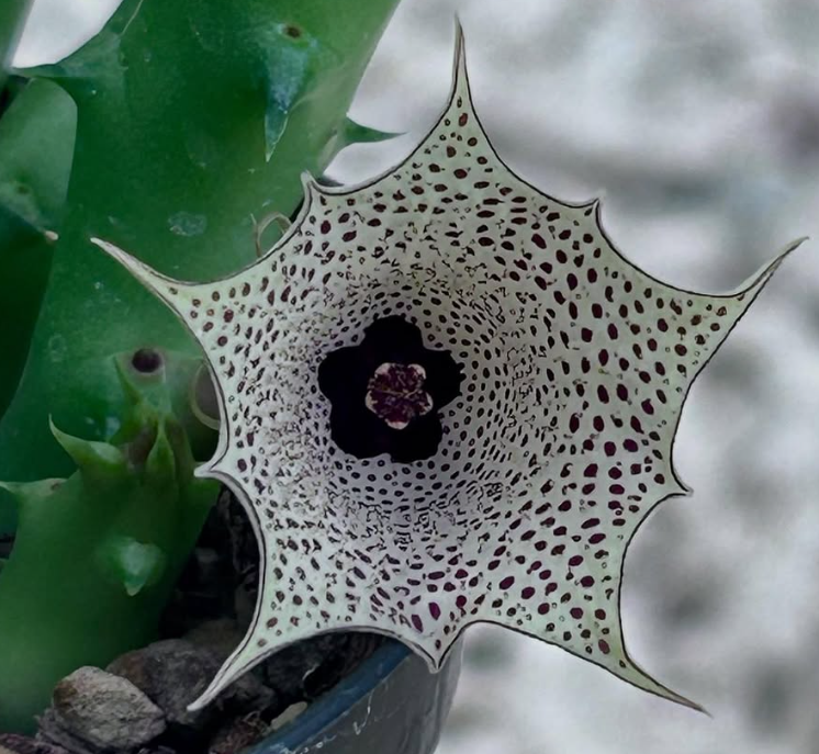 Huernia concinna 5 Pieces Seeds
