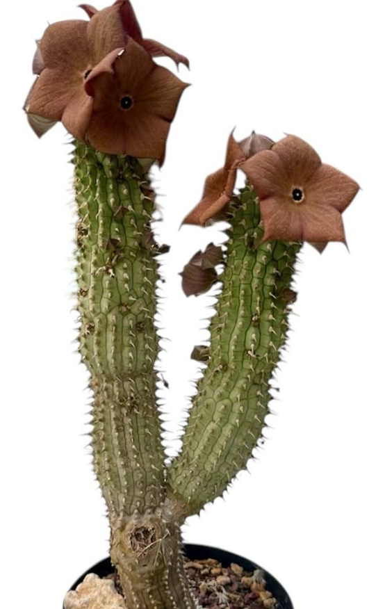 Hoodia gordonii 10 Pieces Seeds