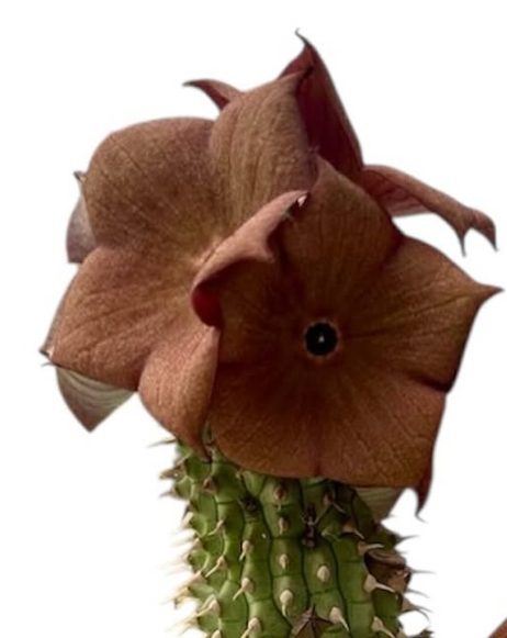 Hoodia gordonii 10 Pieces Seeds