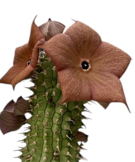 Hoodia gordonii 10 Pieces Seeds