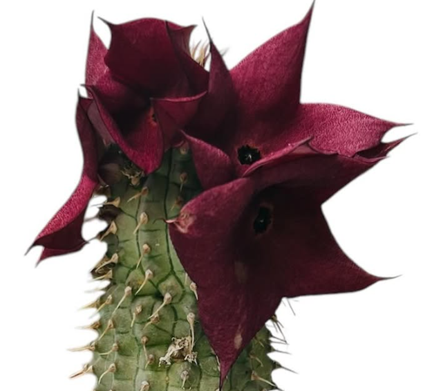 Hoodia gordonii Cherry 10 Pieces Seeds