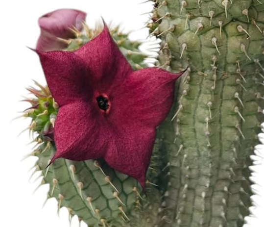Hoodia gordonii Cherry 10 Pieces Seeds