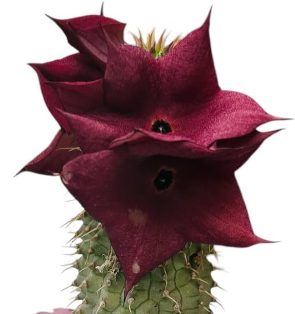 Hoodia gordonii Cherry 10 Pieces Seeds