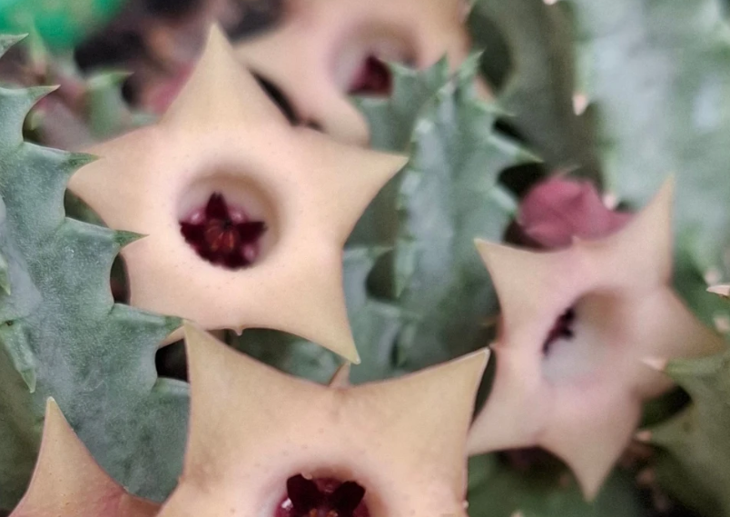 Huernia Thuretii 8 Pieces Seeds