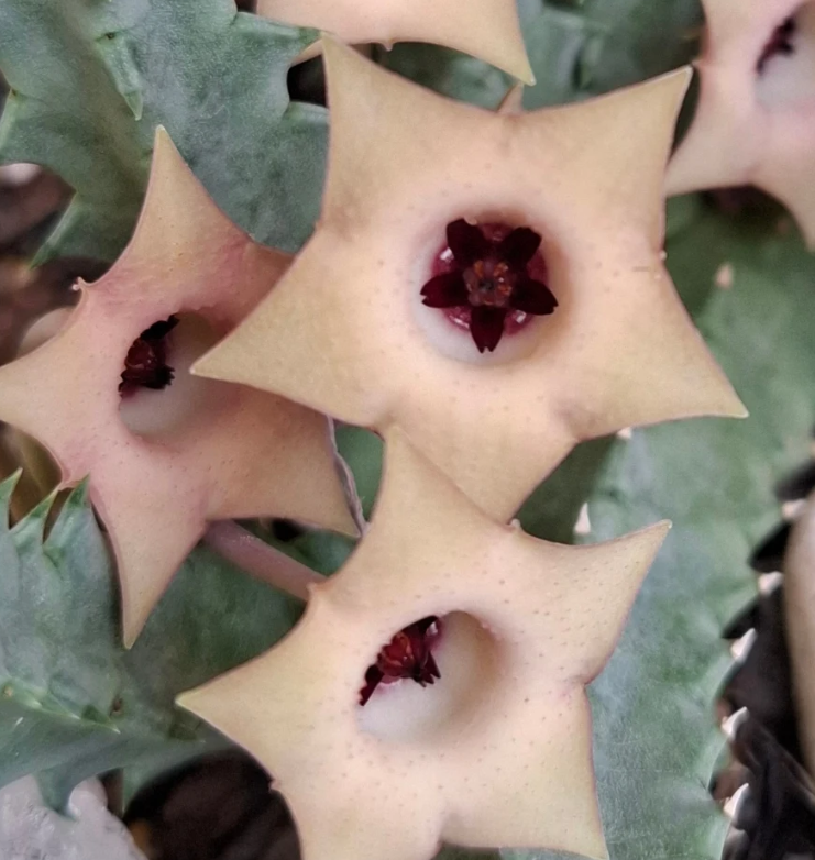 Huernia Thuretii 8 Pieces Seeds