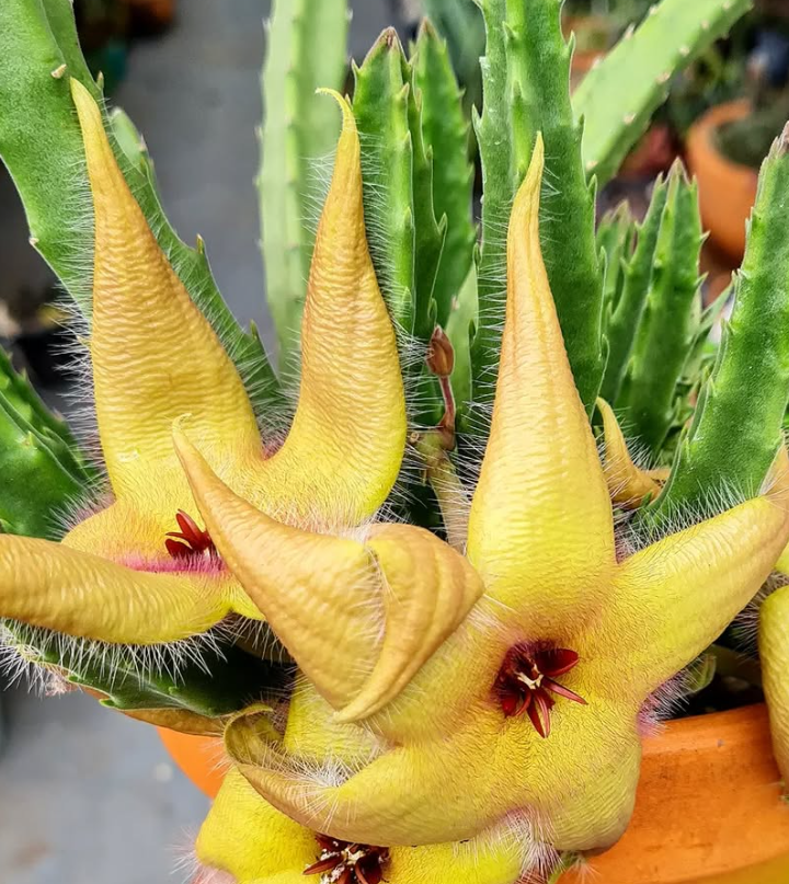 Stapelia arterias yellow 6 Pieces Seeds