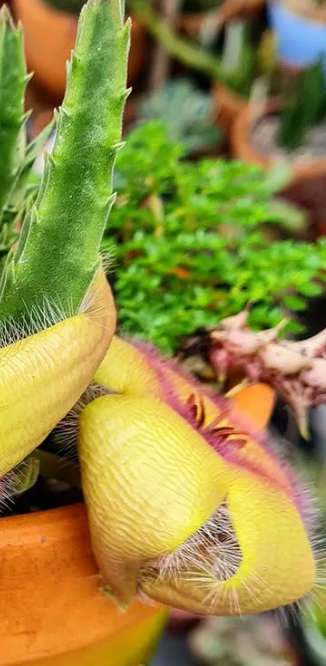Stapelia arterias yellow 6 Pieces Seeds