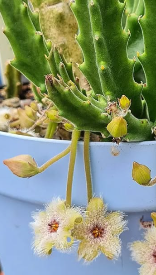 Stapelia glanduliflora 6 Pieces Seeds