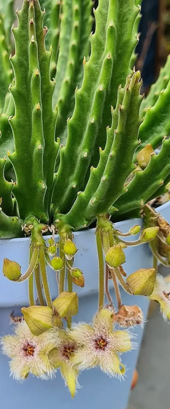 Stapelia glanduliflora 6 Pieces Seeds