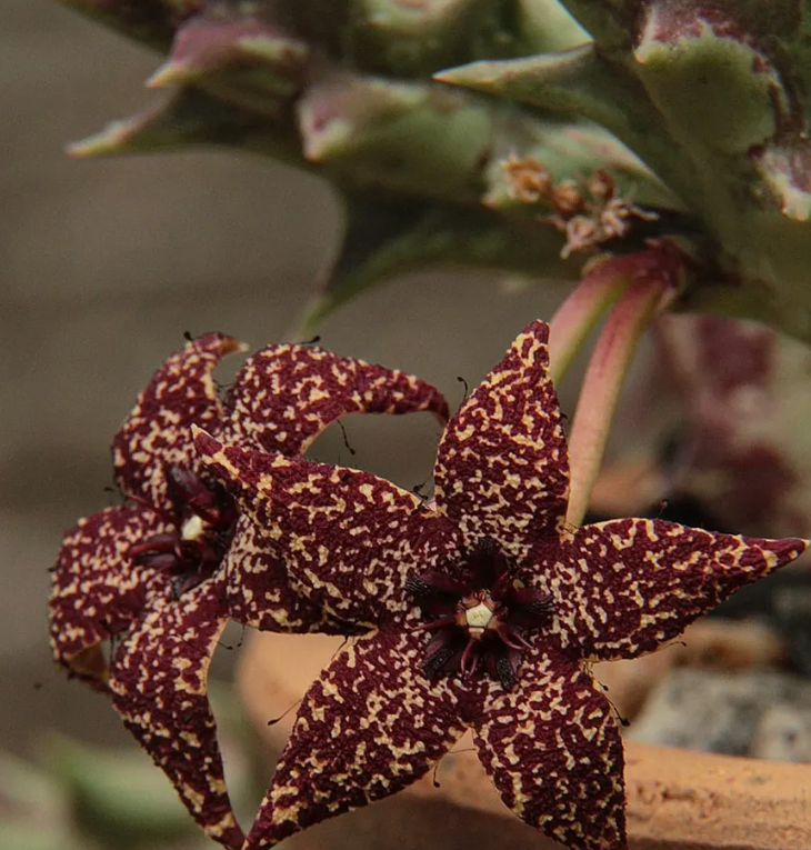 Orbea albocastanea 6 Pieces Seeds