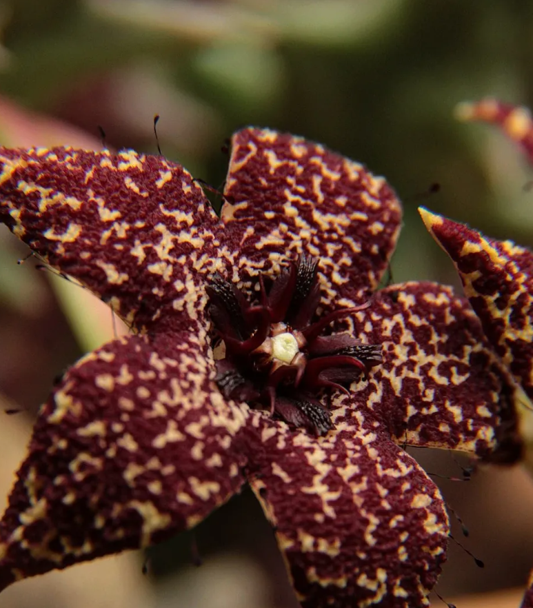 Orbea albocastanea 6 Pieces Seeds