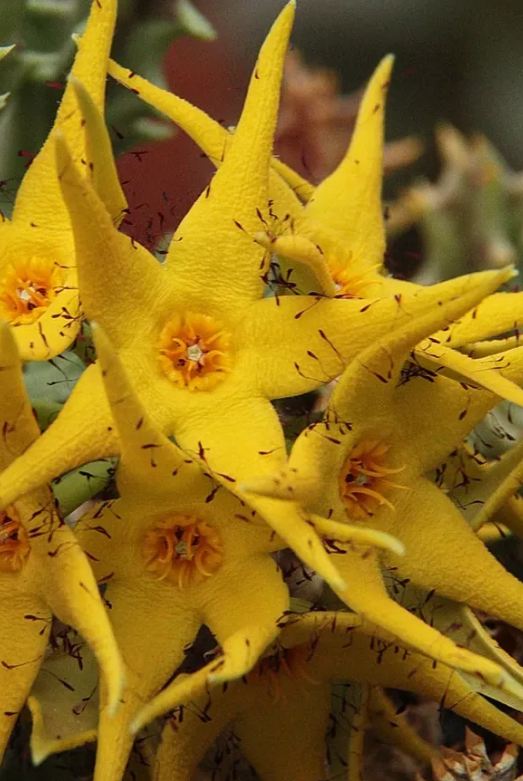 Orbea lutea 5 Pieces Seeds