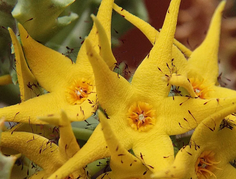 Orbea lutea 5 Pieces Seeds