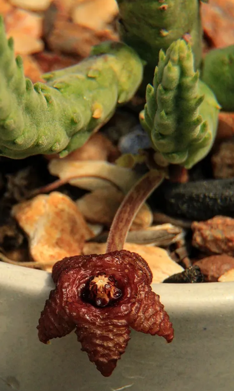 Stapelia similis 6 Pieces Seeds