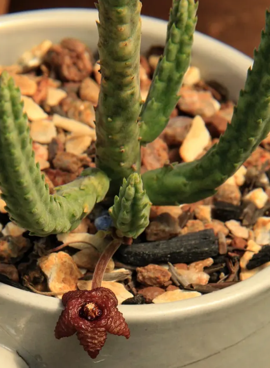 Stapelia similis 6 Pieces Seeds