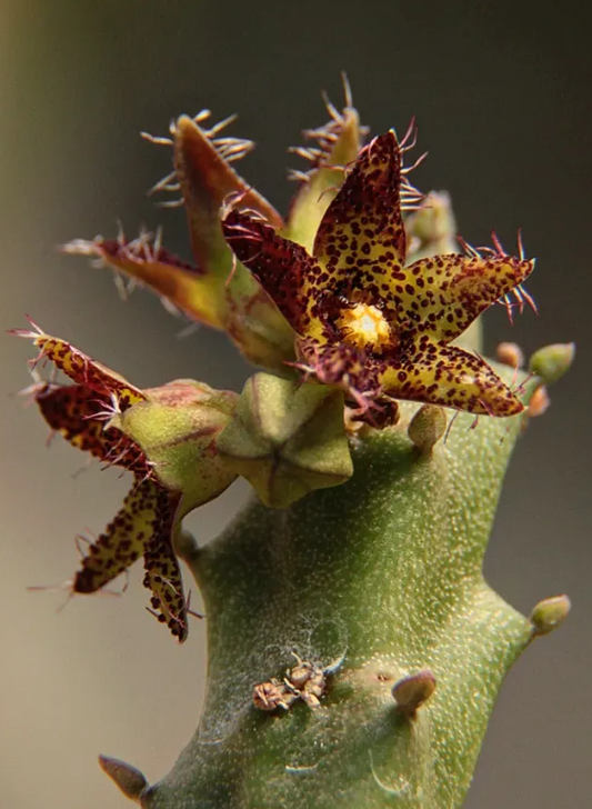 Caralluma staintonii 5 Pieces Seeds