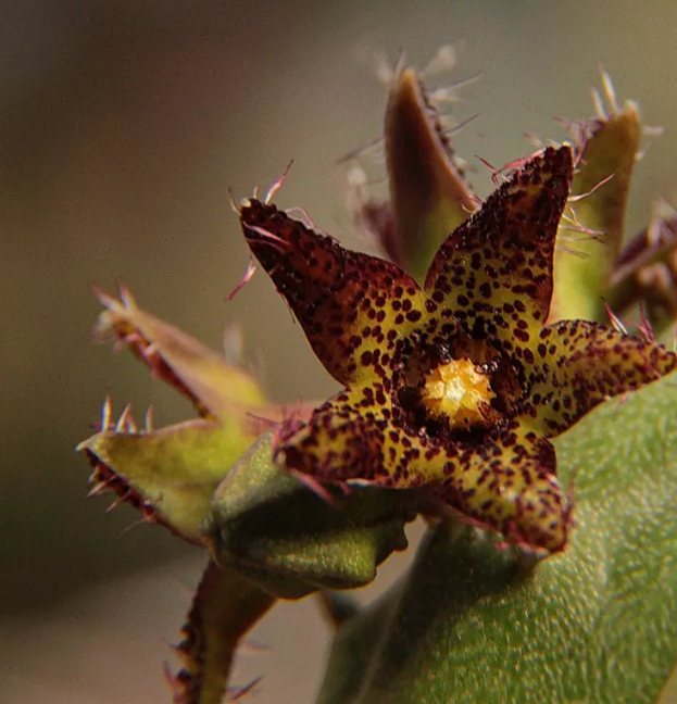 Caralluma staintonii 5 Pieces Seeds