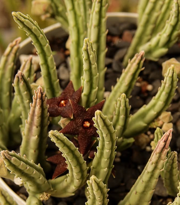 Stapelia kwebensis 5 Pieces Seeds