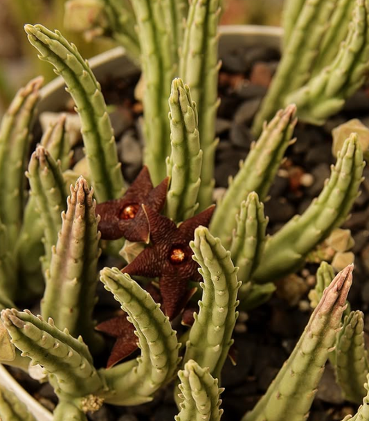 Stapelia kwebensis 5 Pieces Seeds