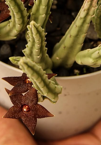Stapelia kwebensis 5 Pieces Seeds