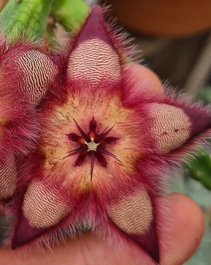 Stapelia hirsuta 'Mitchell pass' 5 Pieces Seeds